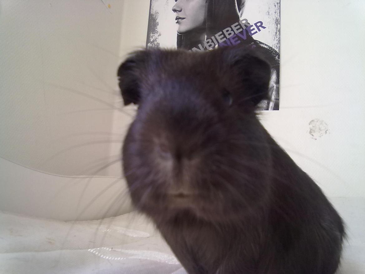 Marsvin trøffel billede 9