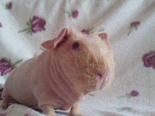 Marsvin - Pinkie with the Redhead (Skinny) - Welcome to Pinkie with the Redhead's profile (-; billede 1