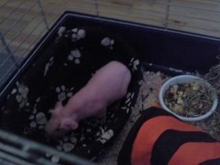 Marsvin - Pinkie with the Redhead (Skinny) - Pinkie i sin kurv (-: billede 2