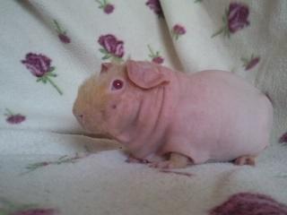 Marsvin - Pinkie with the Redhead (Skinny) - Nuuuurh (': billede 3