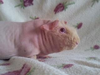 Marsvin - Pinkie with the Redhead (Skinny) - Smuksak! (-: billede 4