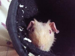 Marsvin - Pinkie with the Redhead (Skinny) - "KukKuk" (-: billede 5