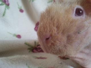 Marsvin - Pinkie with the Redhead (Skinny) - Redhead ! (-:   (Det er hø der sidder ved den brune plet) billede 6