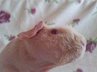 Marsvin - Pinkie with the Redhead (Skinny) - "Giraf?? Nææ, bare langhalset marsvin" (-; billede 7