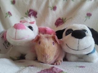 Marsvin - Pinkie with the Redhead (Skinny) - Pinkie og hendes to lodne venner (-: billede 8