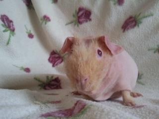 Marsvin - Pinkie with the Redhead (Skinny) - "Tager du billed nu?" billede 9