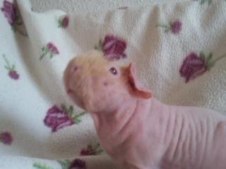 Marsvin - Pinkie with the Redhead (Skinny) - Øh? (-: billede 11