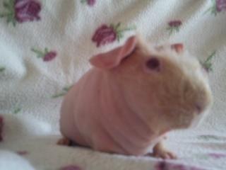 Marsvin - Pinkie with the Redhead (Skinny) - Den dejlige gris (-: billede 12