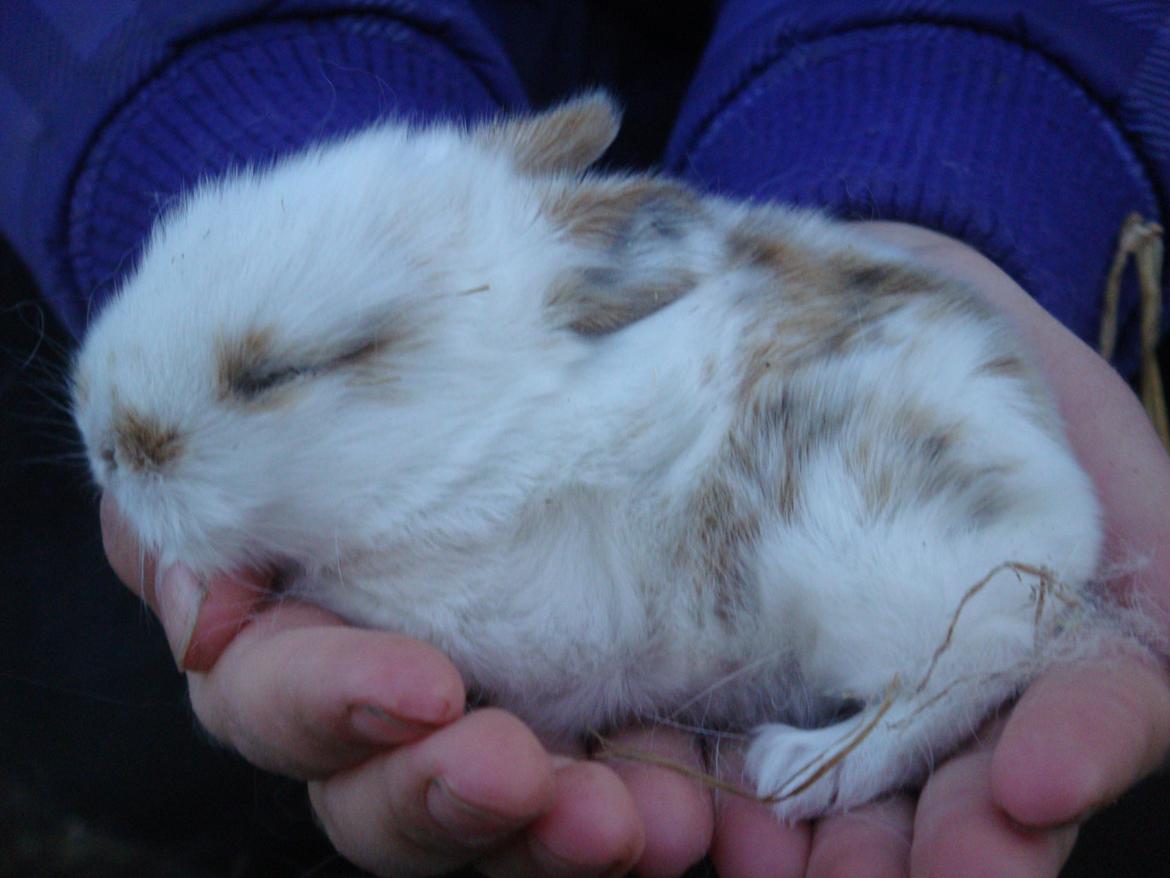 Kanin Nuser drengen <3 (MIN) - sover <3 billede 4