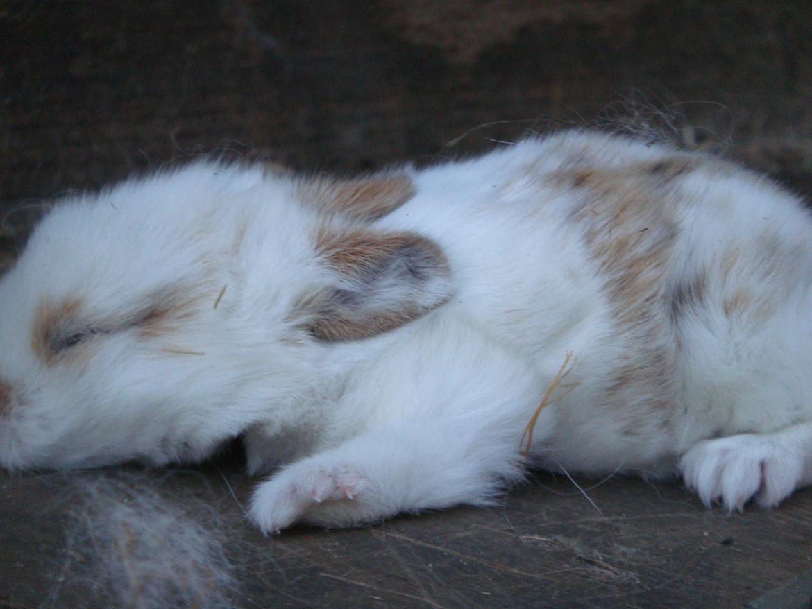 Kanin Nuser drengen <3 (MIN) - nårh søde nuser <3<3 billede 5