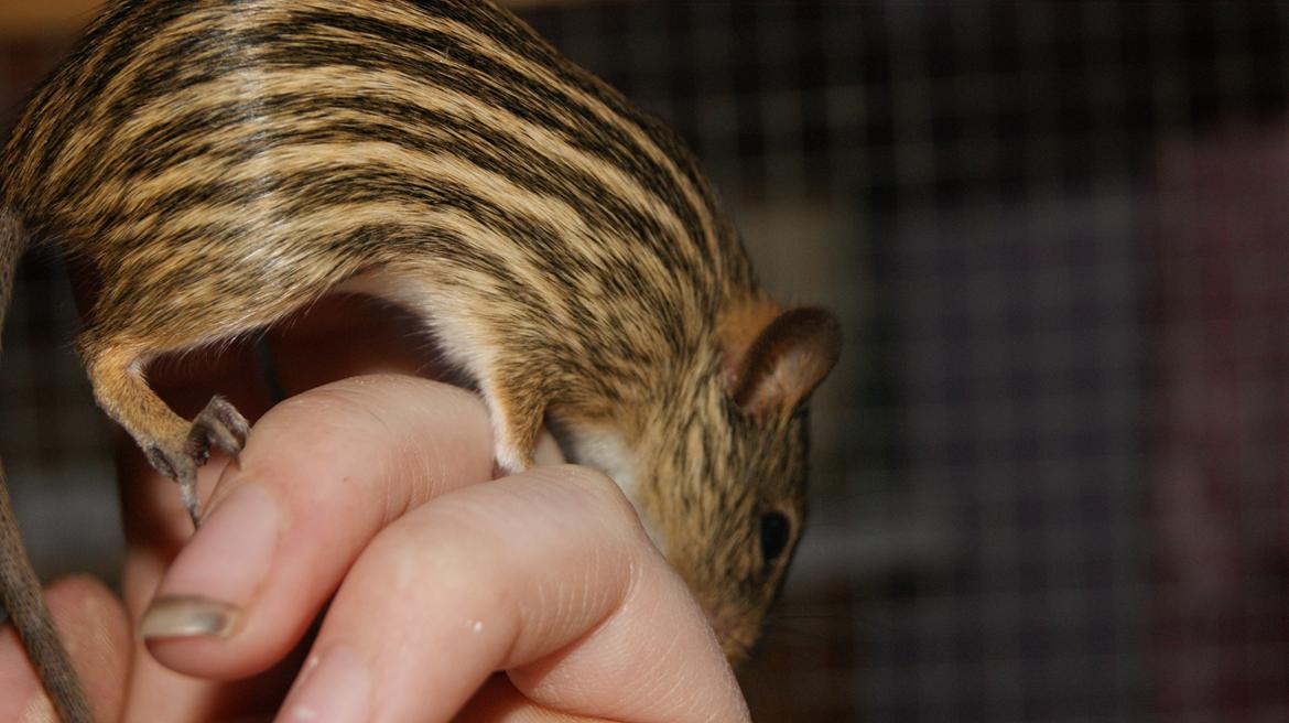 Zebramus tigeren happy billede 9