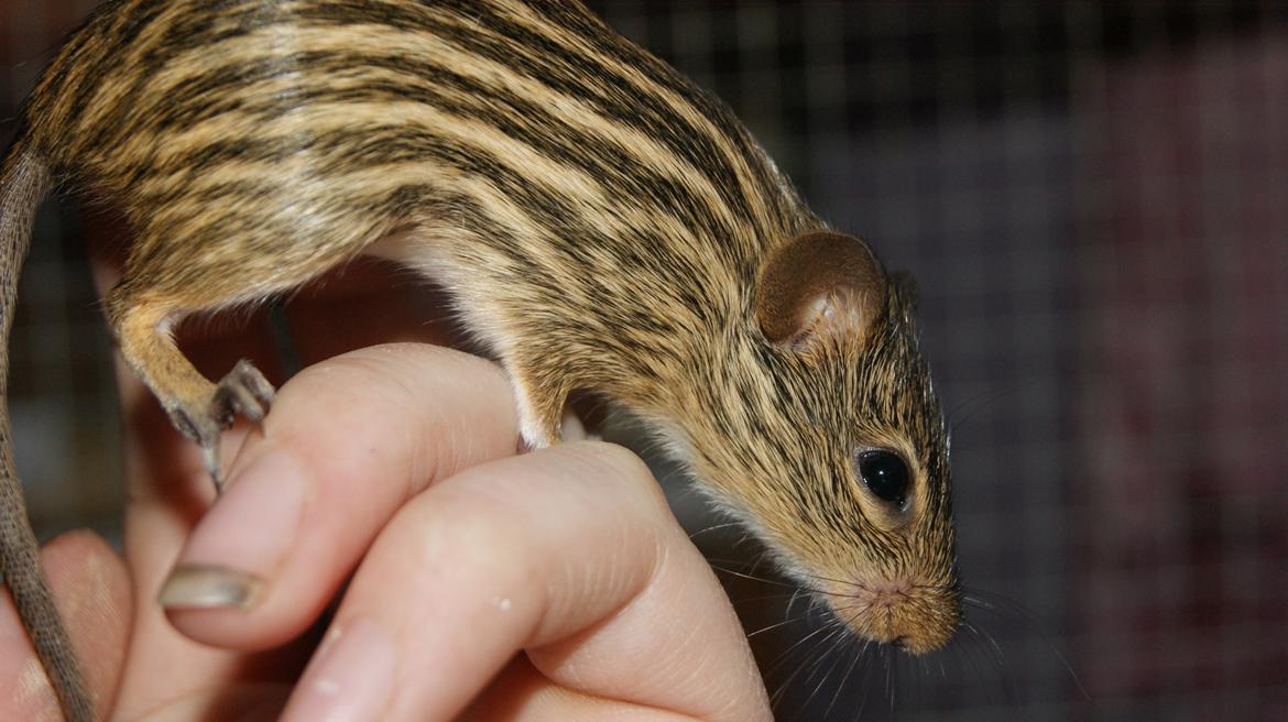 Zebramus tigeren happy billede 10