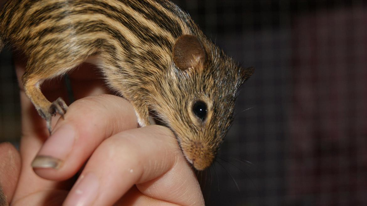 Zebramus tigeren happy billede 11