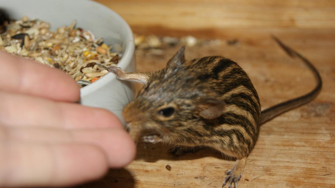 Zebramus tigeren happy billede 12