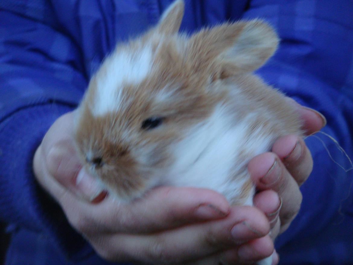 Kanin Agnes (Victorias kanin) billede 3