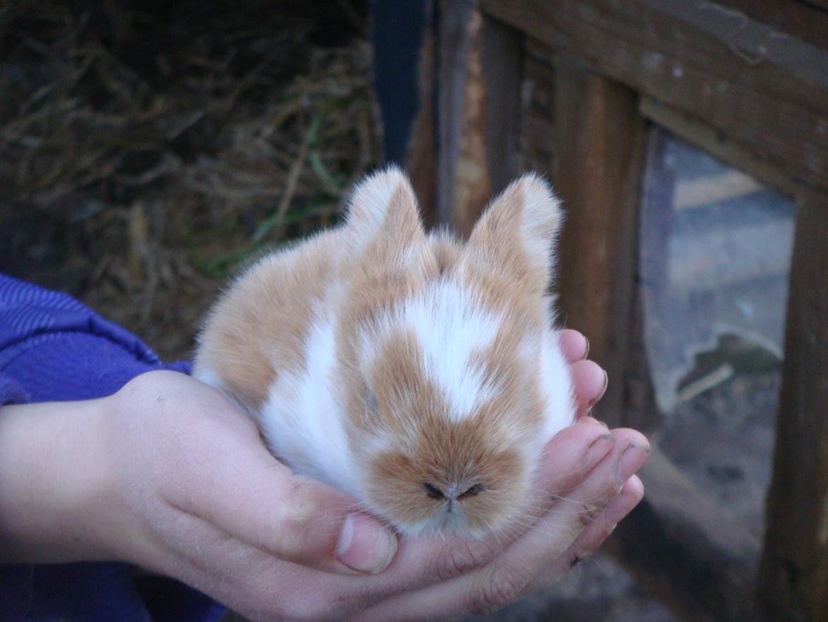 Kanin Agnes (Victorias kanin) - nurh <3<3 billede 4