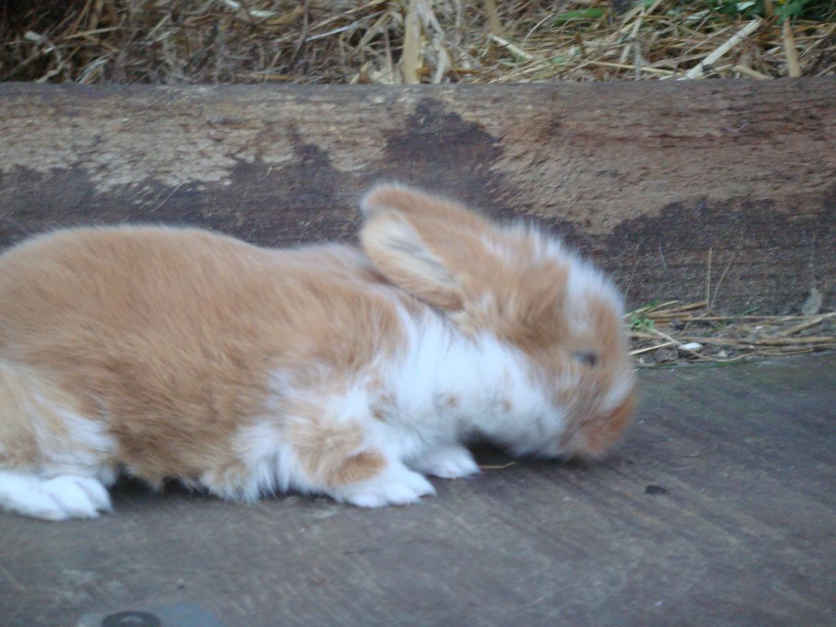 Kanin Agnes (Victorias kanin) - hihi <3 billede 5