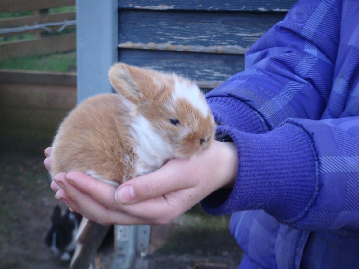 Kanin Agnes (Victorias kanin) billede 6