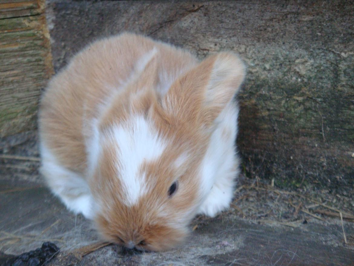 Kanin Agnes (Victorias kanin) billede 7