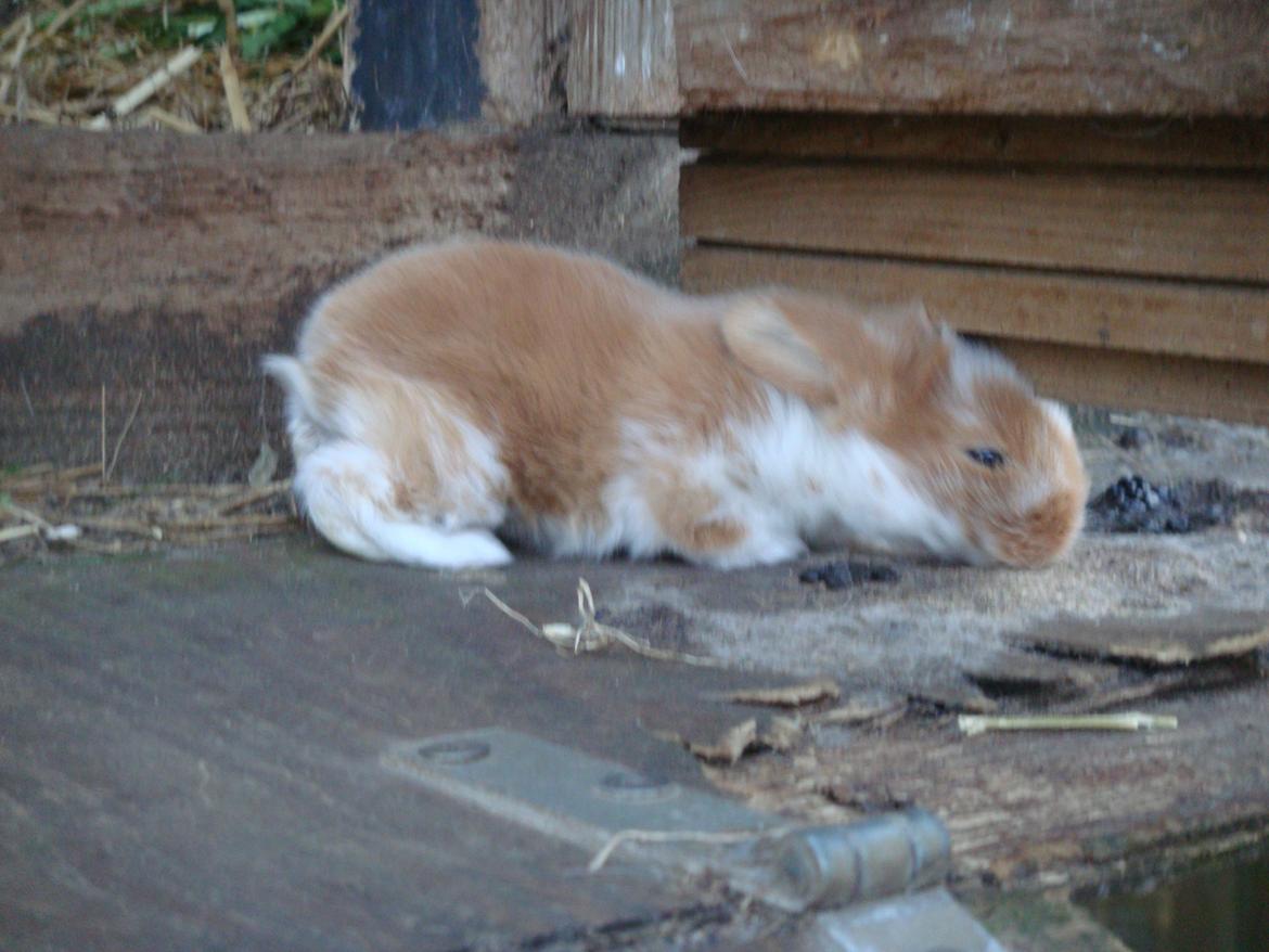 Kanin Agnes (Victorias kanin) - er det iorden jeg kravler under døren mor :)<3 billede 8