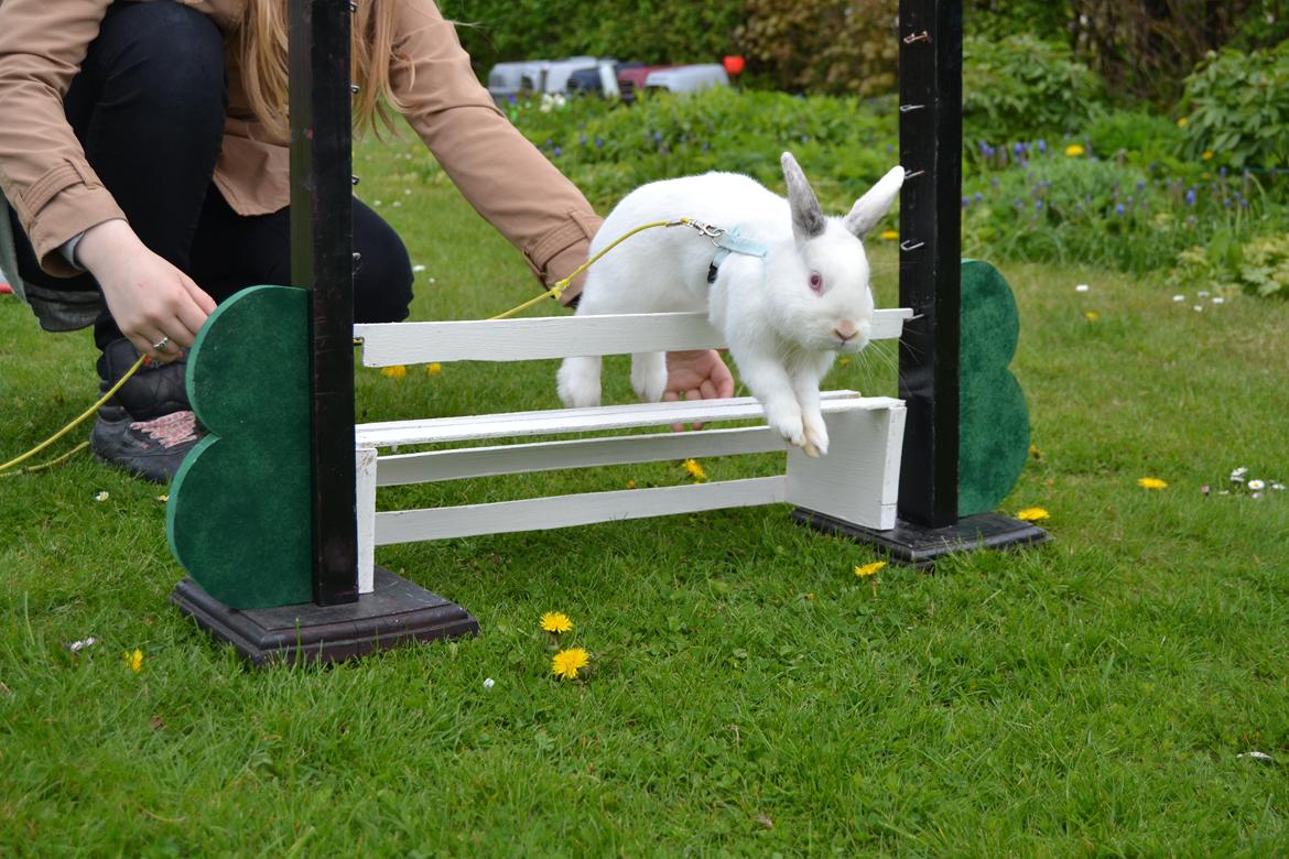 Kanin McGee billede 19