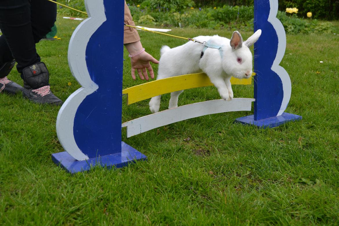 Kanin McGee billede 20