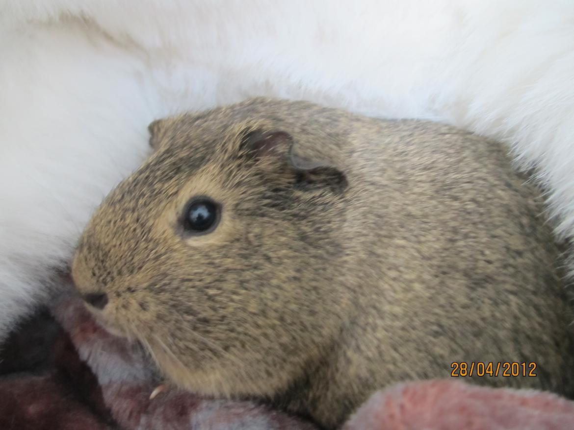 Marsvin team hop,s lulle billede 17