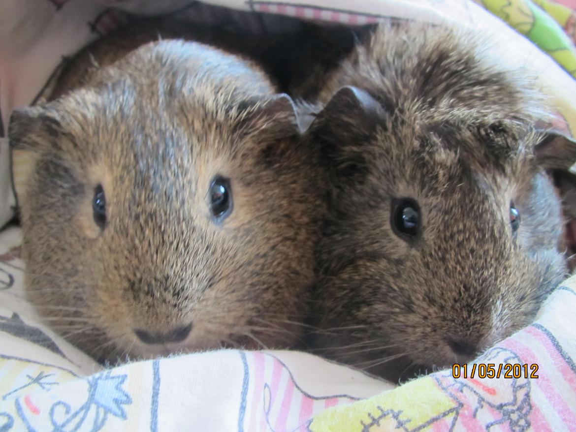 Marsvin team hop,s lulle billede 18