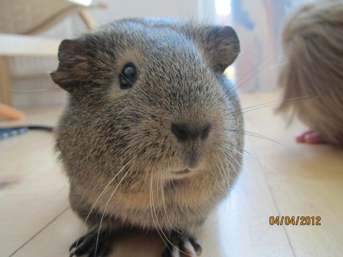 Marsvin team hop,s lulle billede 19