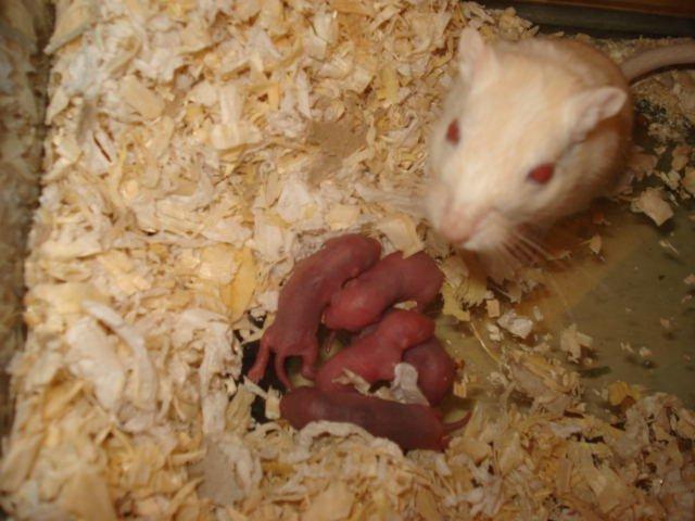 Ørkenrotte Meyer billede 1