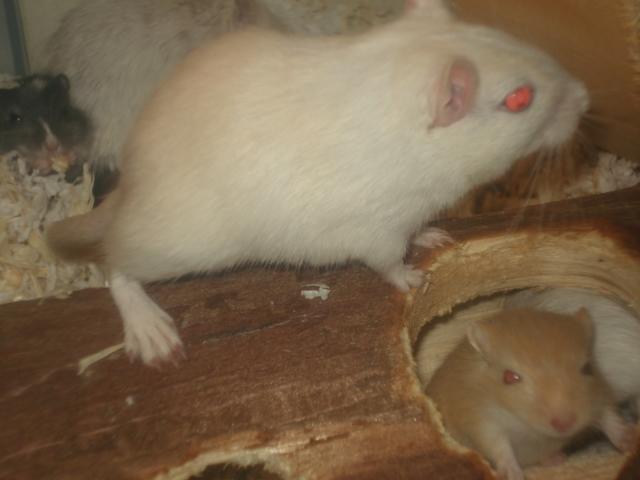 Ørkenrotte Meyer billede 2