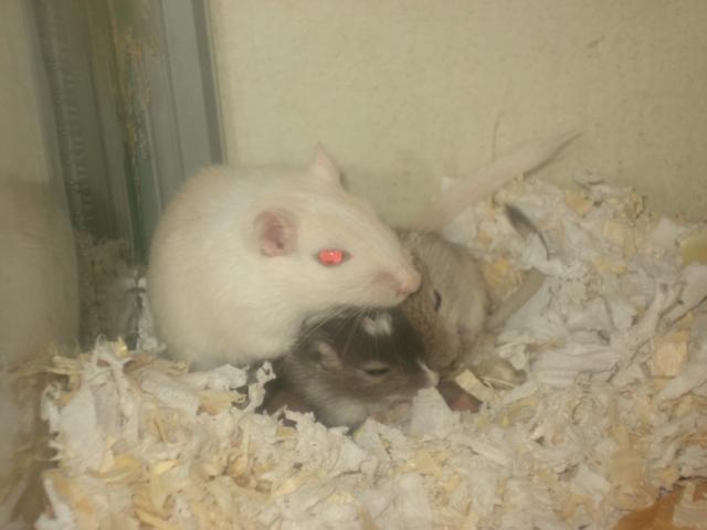 Ørkenrotte Meyer billede 3