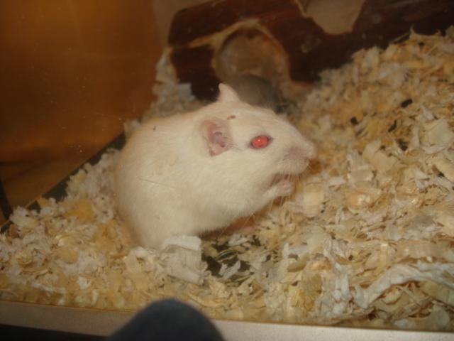 Ørkenrotte Meyer billede 4