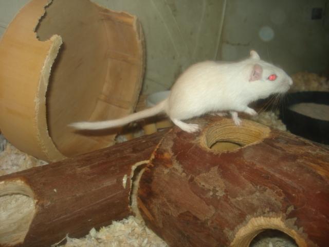 Ørkenrotte Meyer billede 5