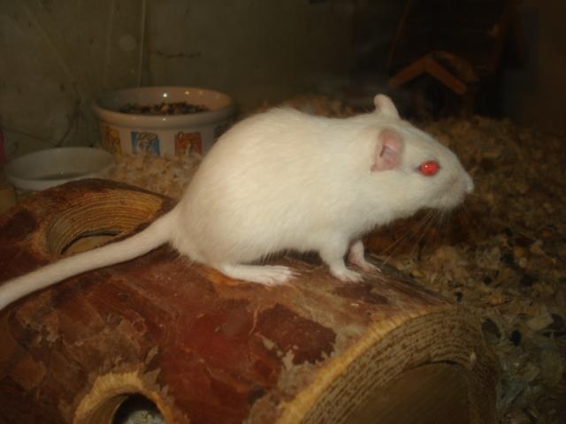 Ørkenrotte Meyer billede 6