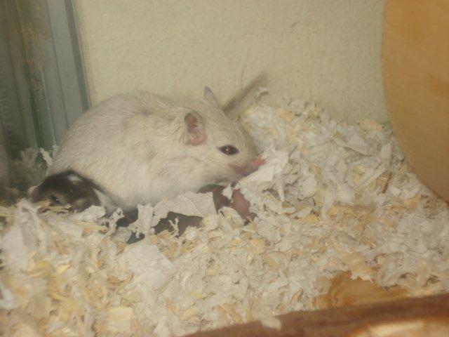 Ørkenrotte Katla billede 1