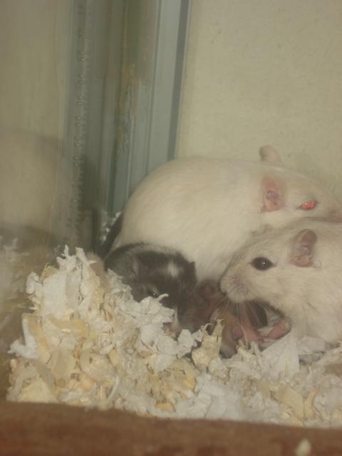 Ørkenrotte Katla billede 2