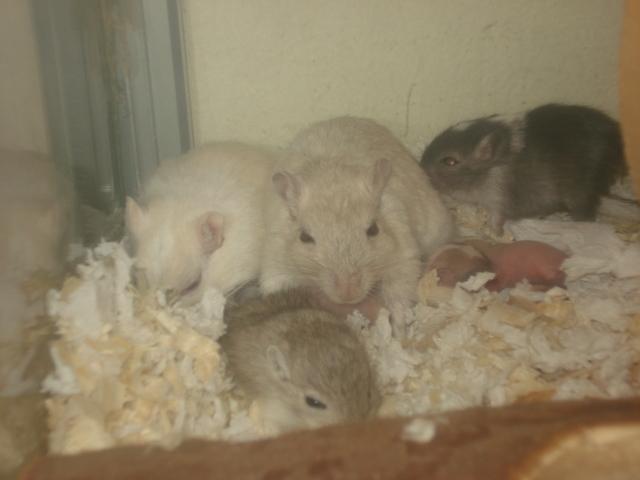 Ørkenrotte Katla billede 3