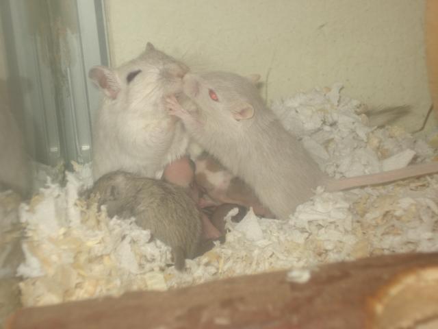 Ørkenrotte Katla billede 4