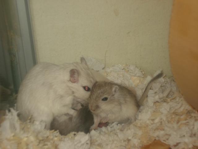 Ørkenrotte Katla billede 5