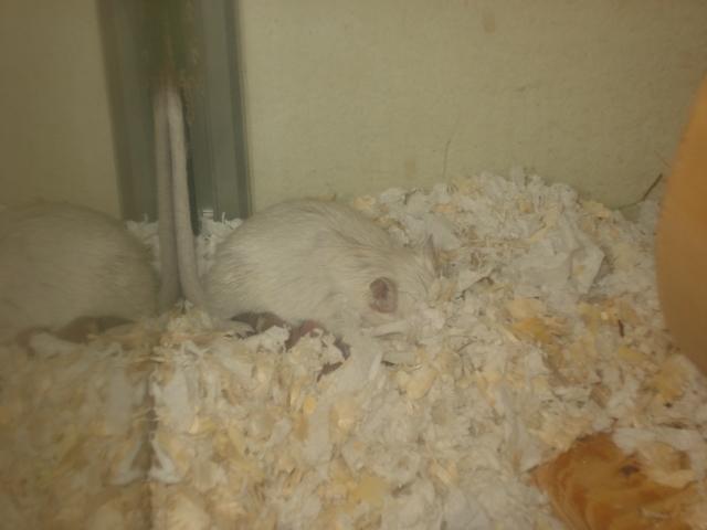 Ørkenrotte Katla - Farvel & Tak for i dag ...  billede 6