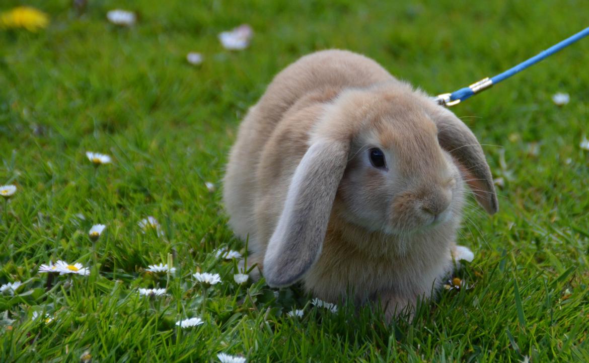 Kanin | Lykkes Spiderman | billede 1