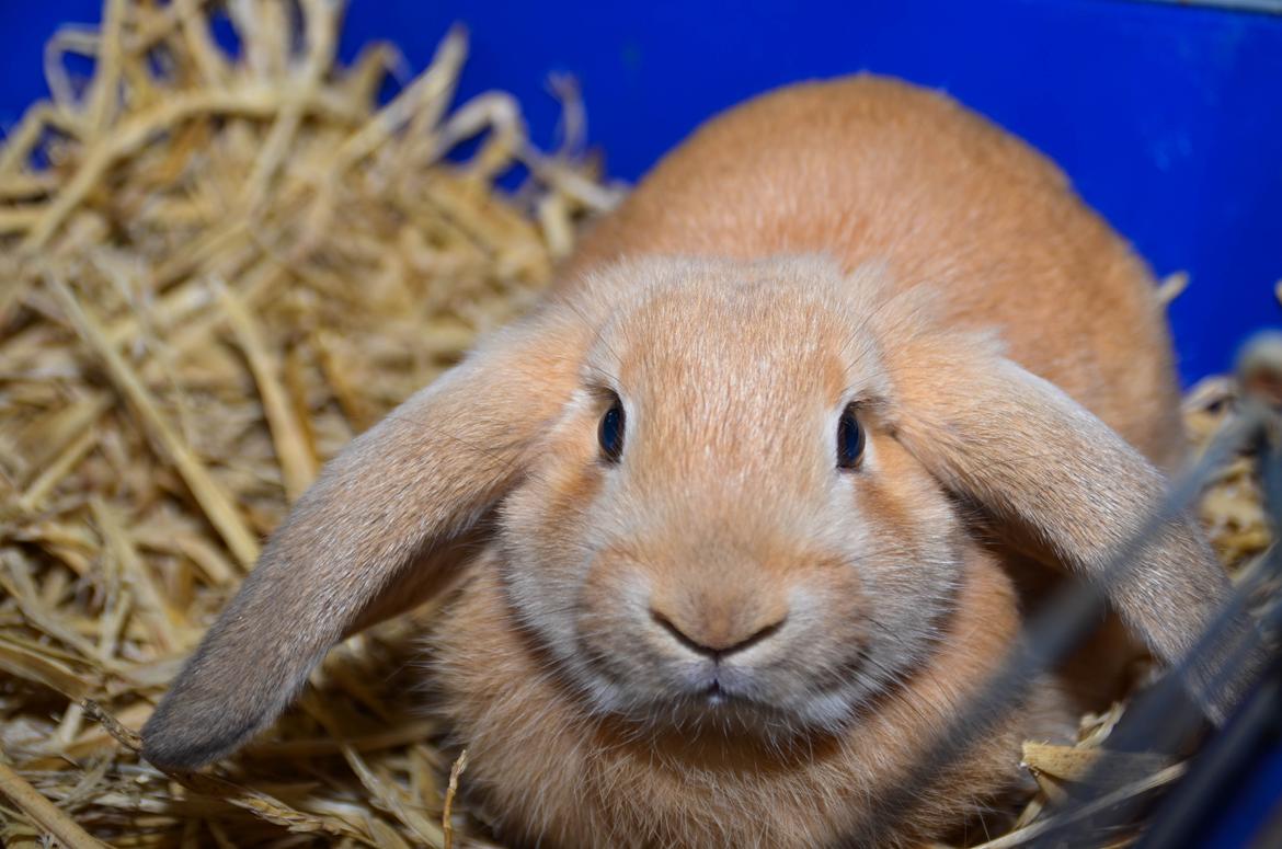 Kanin | Lykkes Spiderman | billede 2