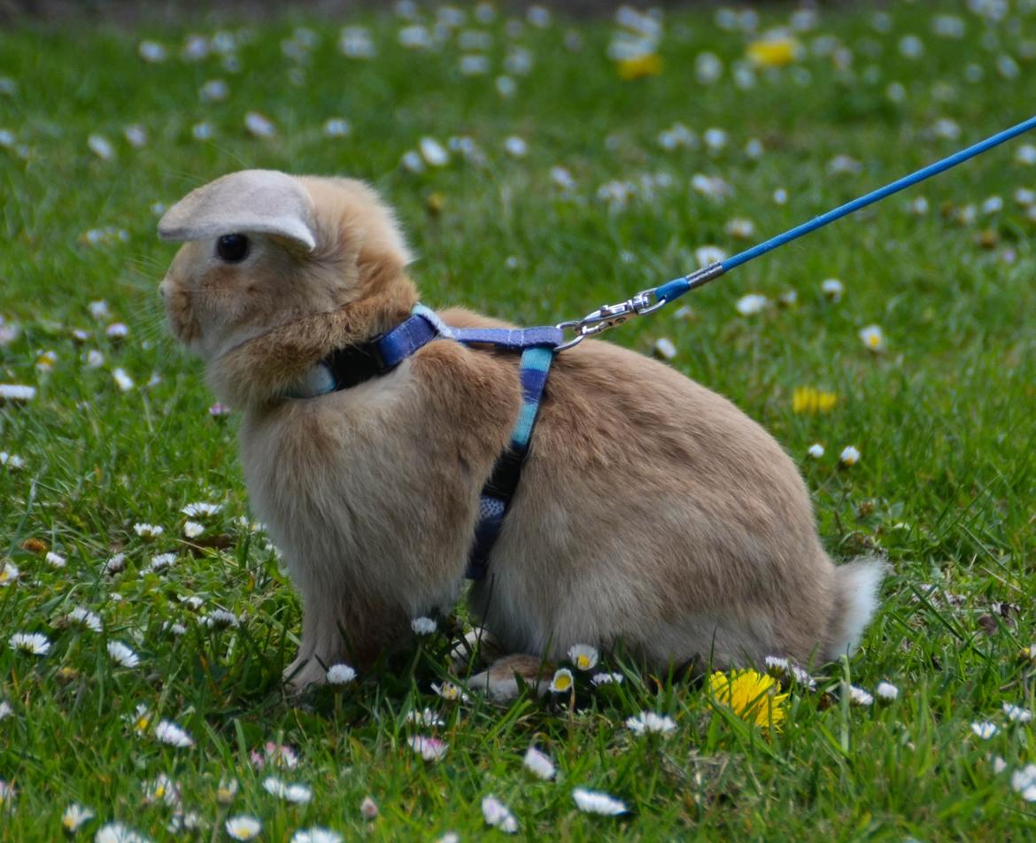 Kanin | Lykkes Spiderman | billede 3