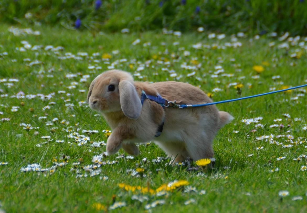 Kanin | Lykkes Spiderman | billede 4