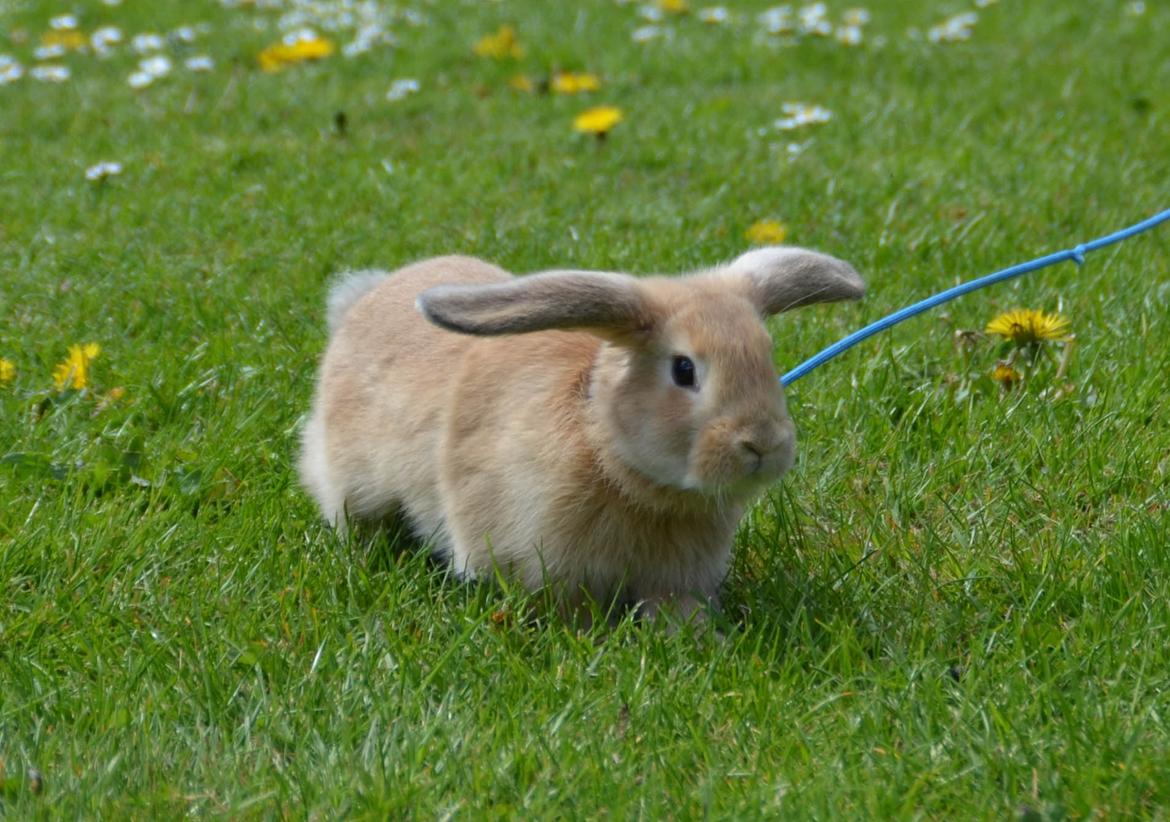 Kanin | Lykkes Spiderman | billede 5