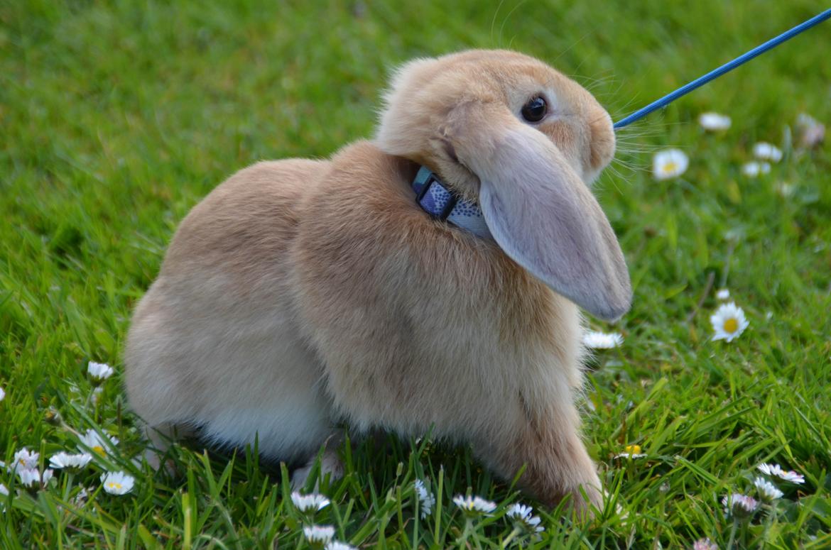 Kanin | Lykkes Spiderman | billede 6