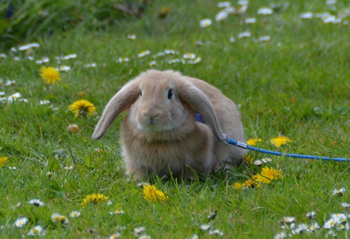 Kanin | Lykkes Spiderman | billede 7