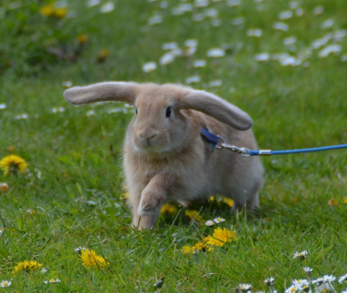 Kanin | Lykkes Spiderman | billede 8