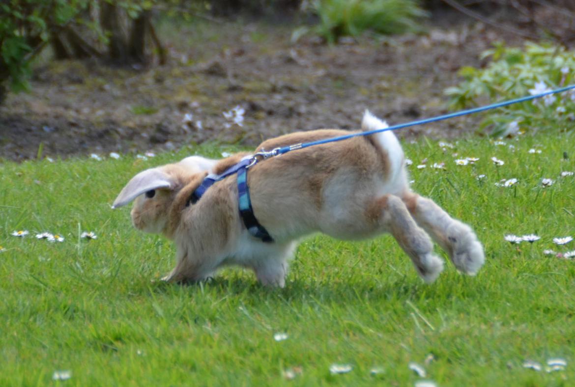 Kanin | Lykkes Spiderman | billede 9